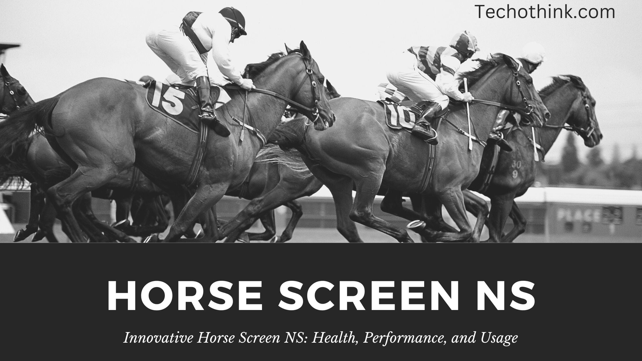 Horse Screen NS